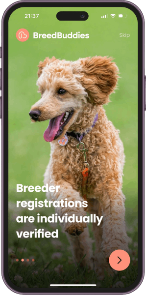 BreedBuddies App interface showing a happy curly-haired dog running on grass with the tagline 'Breeder registrations are individually verified' displayed on the screen