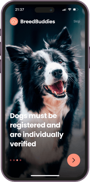BreedBuddies App interface showing a smiling black and white Border Collie with the tagline 'Dogs must be registered and are individually verified' displayed on the screen