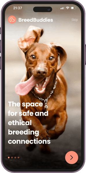 BreedBuddies App interface showing a happy brown dog running towards the camera with the tagline 'The space for safe and ethical breeding connections' displayed on the screen
