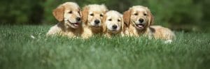 Four puppies sitting on grass