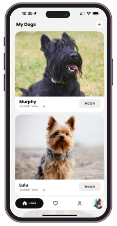BreedBuddies app screen showing two approved dogs for breeding — Murphy, a 2-year-old Scottish Terrier, and Lulu, a 2-year-old Scottish Terrier, each with a 'Match' button